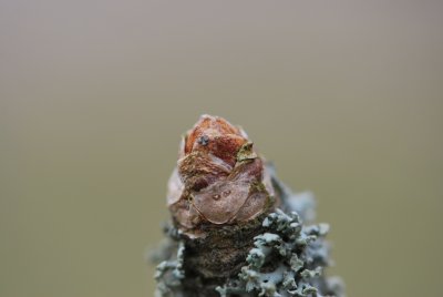 Ginkgo biloba - jinan dvojlaločný -pupen, listová jizva, lišejník